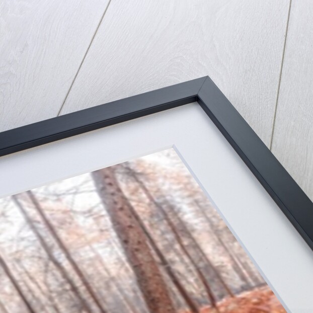 Autumn forest by Assaf Frank